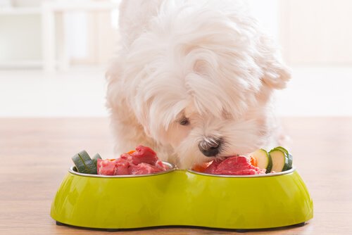 Köpekler Çiğ Gıda Yiyebilir mi?
