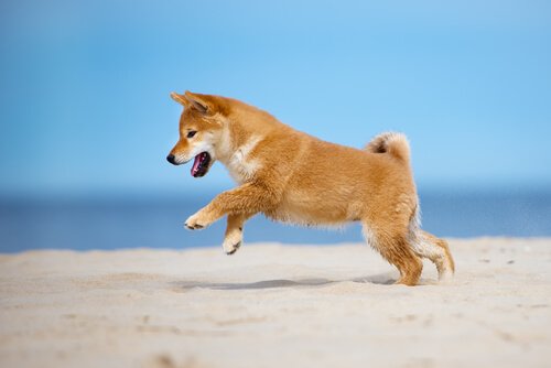 sahilde dans eden köpek