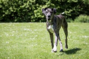 Danua ırkı köpekler büyük olmalarına rağmen çok da güzeller.