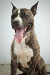 Dili dışarda poz veren Ecoy