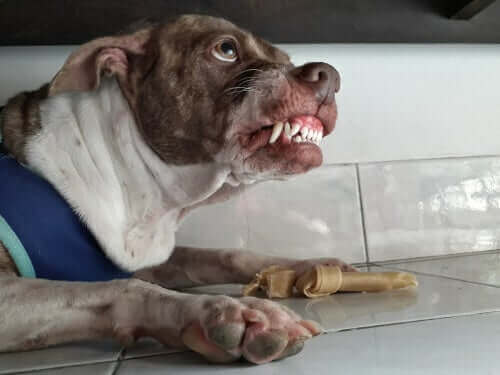 diş gösteren köpek
