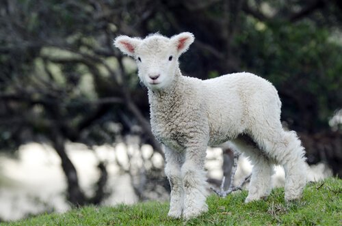 Vegan Kıyafetler: Hayvan İstismarı Karşıtı Kumaşlar