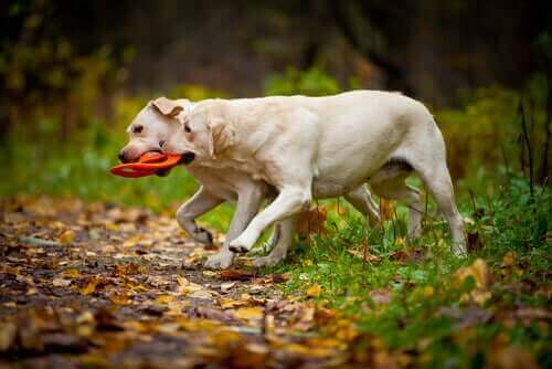 ağzında oyuncak olan labrador