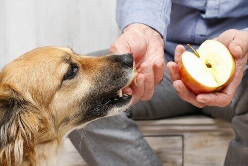 köpeğe elma veren adam