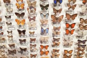 CURLA Entomoloji Müzesi Hakkında Her Şey