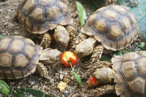 otobur ev kaplumbağaları