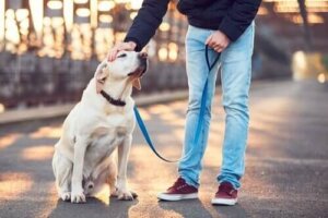 Evcil Hayvan Bakıcılığı: Birinin Evcil Hayvanına Bakmak için 6 Kural