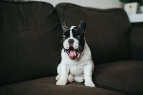 mutlu french bulldog