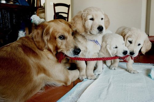 golden retriever ve yavruları