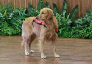 Happy İsminde Bir Köpek: Nereye Giderse Mutluluk Yayıyor