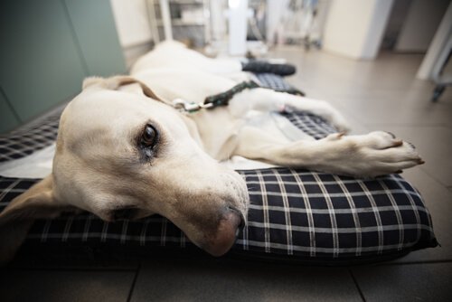 hasta köpek acilde yatıyor ve köpeğim kaza geçirdi
