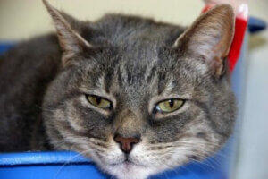 Kedilerde hipertiroidizm problemi.