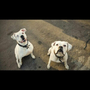 Yeni Bir Ev Bulan Boxer Köpeği