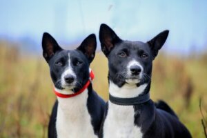 Yazın Köpeklerde Kulak Bakımı