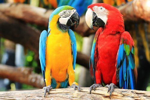 Sarı lacivert ve kırmızı lacivert iki papağan