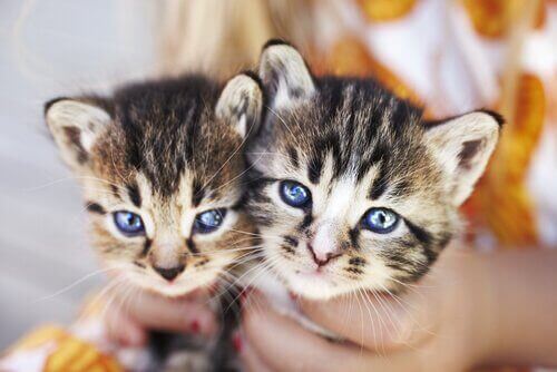 iki sevimli yavru kedi kameraya bakıyor ve kediler sadık dostlarınız