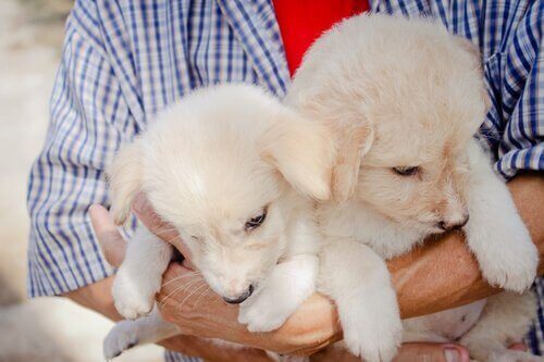 beyaz renkli ikiz köpek yavrusu