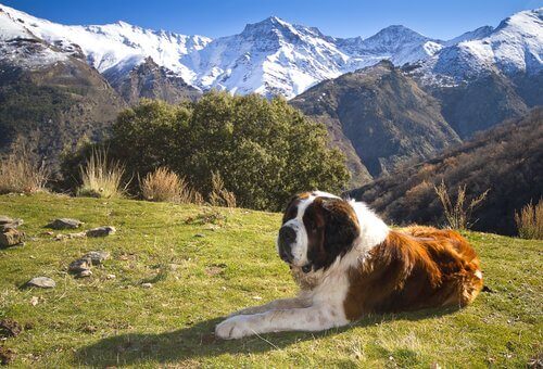 dağlara bakan iri köpek ve Saint Bernard
