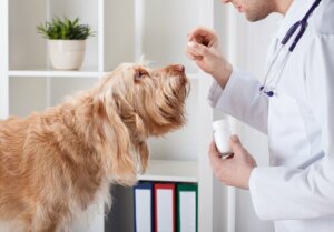 Köpeğime Vitamin Vermeli Miyim?