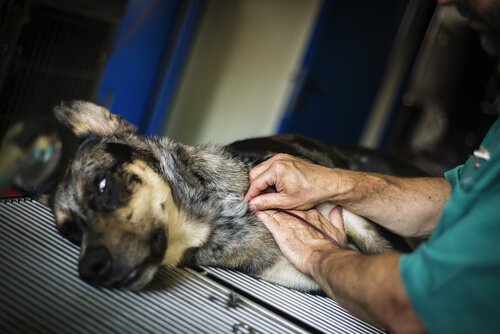 Tayvan'da Köpekler İçin Bir Kan Bankası