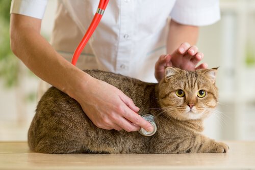 Stetoskopla kediyi dinleyen veteriner