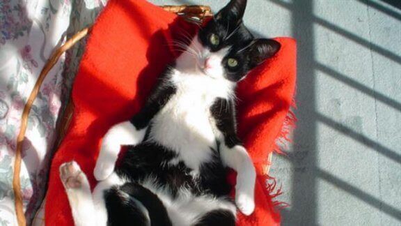 güneşlenen kedi muki