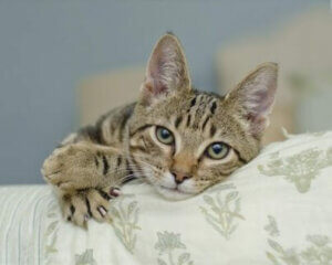 Kediler için güvenlik önlemleri.