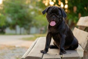 Kısa Burunlu Köpeklerde Brakiosefalik Sendromu