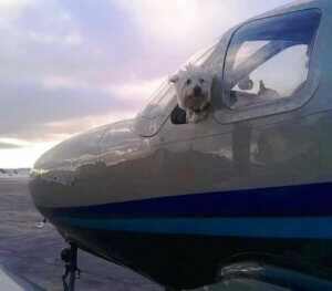 Binlerce Köpek Kurtaran Wings of Rescue İle Tanışın