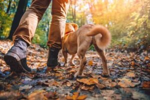 Doğa Yürüyüşüne En Uygun Köpekler