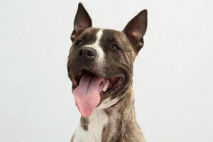 Yasa Dışı Köpek Dövüşlerinin Etkileri