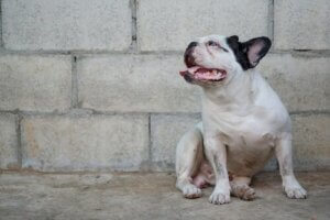 Köpeklerde Layşmanyaz: Önlenmesi ve Tedavisi