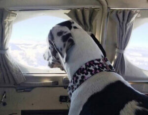 Wings of Rescue uçağında bir köpek