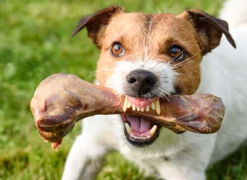 Köpeklerde Yiyecek ile Bağlantılı Saldırganlık Nedir?