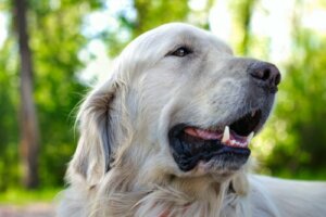 Köpeklerde Diş Eti Hassasiyeti