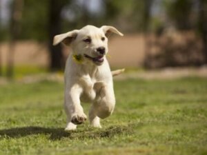 Ağzında çiçekle koşan bir köpek