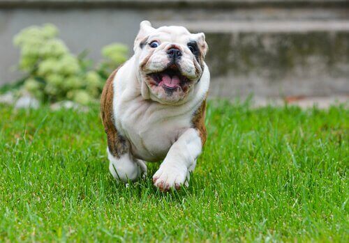 çimlerin üstünde koşan köpek ve köpeğim fazla kilolu