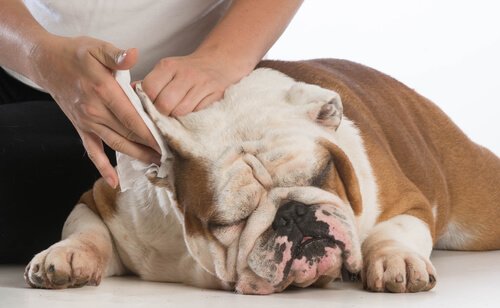 köpeklerde kulak bakımı