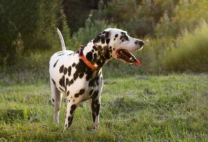 Köpekler Üzgünken de Kuyruk Sallar