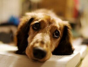 Köpekler için kanser tedavisi kemoterapi ile olabiliyor.