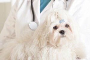 Köpeklerde Kemoterapi Tedavisi