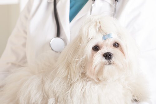 Köpeklerde Kemoterapi Tedavisi
