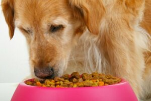 Köpeklerinizin Bayılacağı Bir Köfte Tarifi