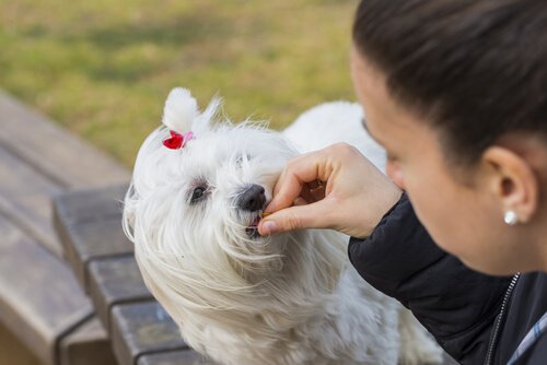 ödül maması yiyen köpek