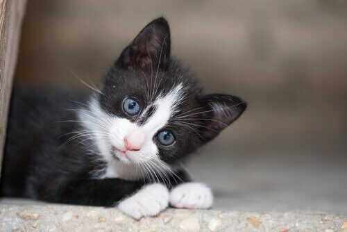 mavi gözlü yavru kedi