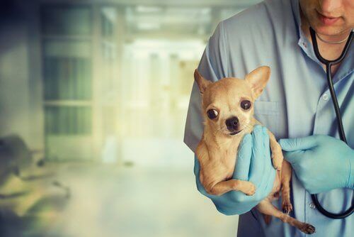 minik köpek kucakta duruyor