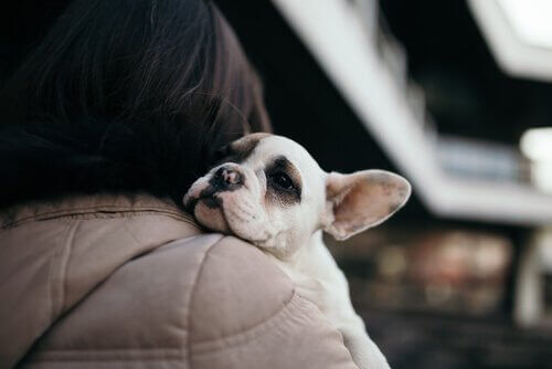 Yeni Bir Köpek Sahiplenmek: Buna Hazır Mısınız?