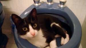 Kedi Muki ve İnanılmaz Hikayesi