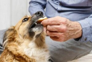 Köpeklere vitamini nasıl vermek gerekir?