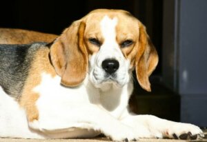 Huysuz Köpekler De Olabilir Mi?